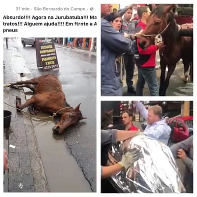 Cavalo desmaia na rua, em região central de São Bernardo do Campo, SP