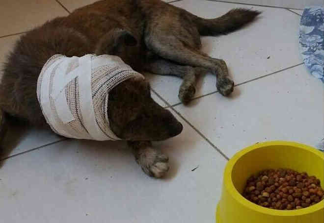 Cães estão sendo feridos a golpes de facão em bairro de Cruzeiro do Sul (AC), denuncia ONG