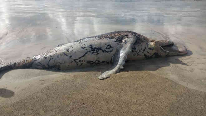 Filhote de baleia jubarte é encontrado morto no Litoral Norte de Alagoas