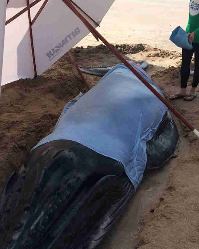 Morre filhote de baleia que estava encalhado em Japaratinga, AL