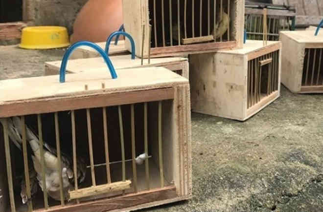Homem é multado em R$ 23 mil após ser flagrado com quase 50 pássaros