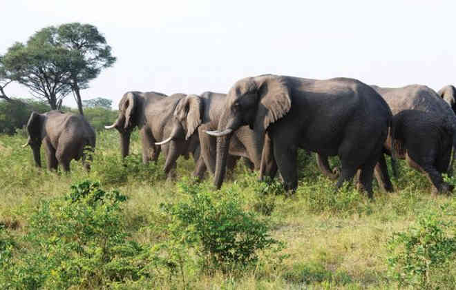 Elefantes regressam ao seu habitat em Angola