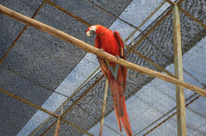 Aves serão encaminhados para o Cetas em Macapá, que já realizou repatriação de araras em julho (Foto: Jéssica Alves/G1)