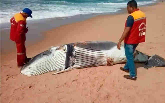 Filhote de baleia-jubarte é achado morto em praia de Arembepe, na Bahia