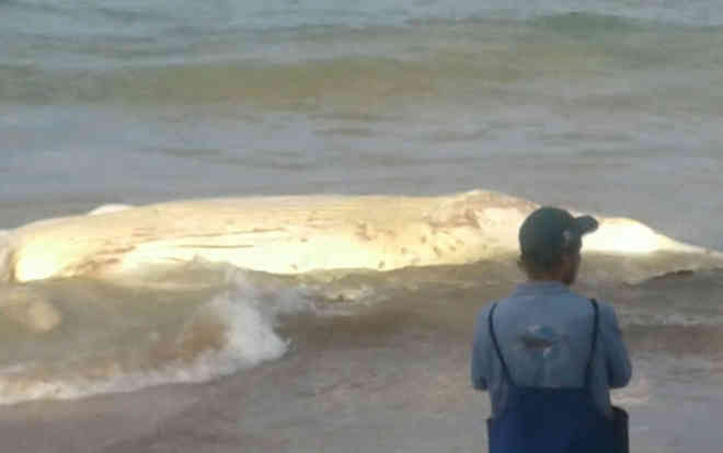 Oitava baleia jubarte é encontrada morta na Bahia