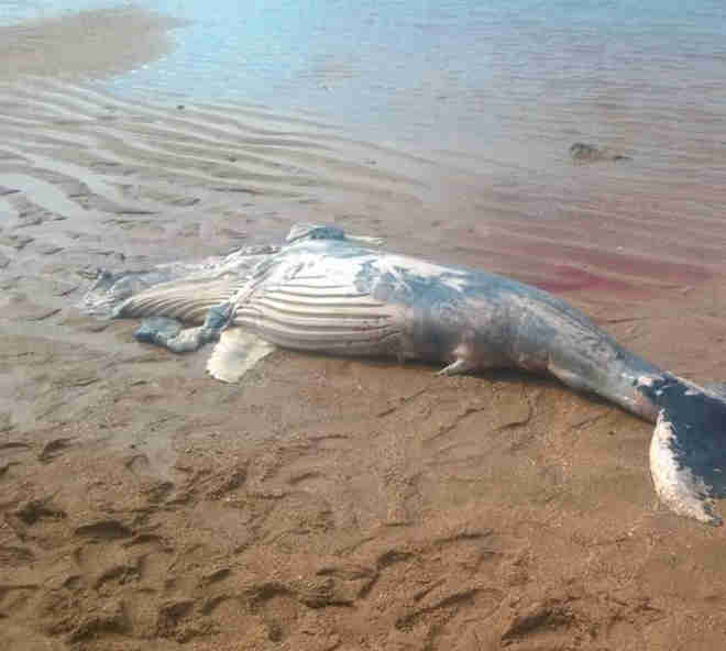 Filhote de baleia é encontrado morto na praia de Jauá, em Camaçari, BA