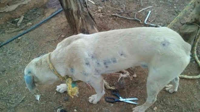 Vaqueiro já matou mais de 80 cães a tiros e com crueldade, diz ONG