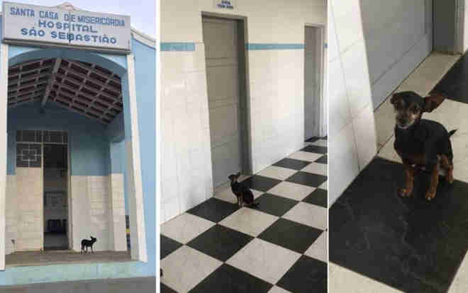 Cãozinho tenta acompanhar idosa doente e fica em porta de hospital durante três dias na Bahia