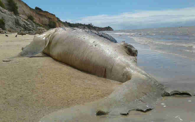 Jubarte de 13 metros é encontrada morta em praia do sul da BA; animal estava gestante