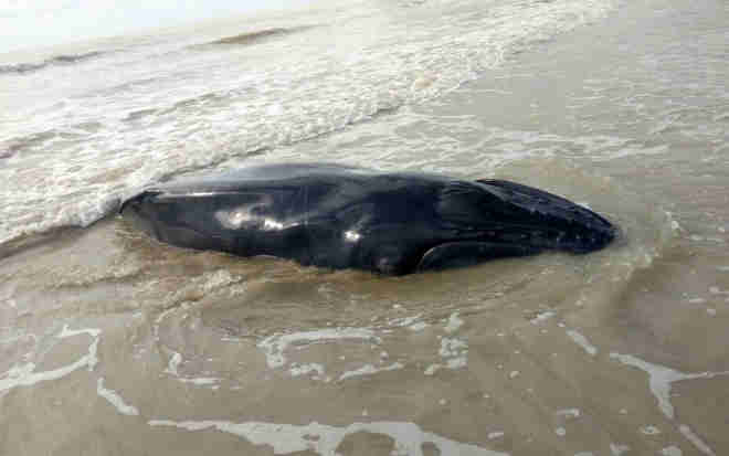 Filhote de baleia jubarte é encontrado morto em praia da Bahia um dia após ser salvo de encalhe