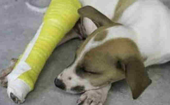 Homem é preso após ‘quebrar’ perna do cachorro do vizinho