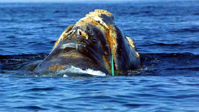 Canadá ordena que barcos reduzam velocidade para proteger baleias