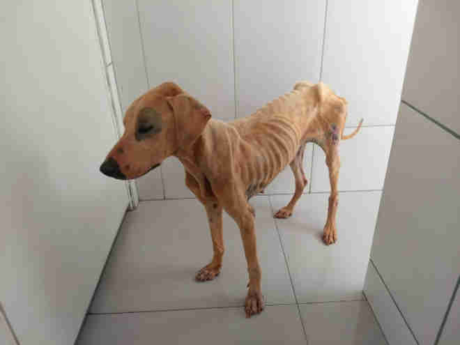 Cuidadores procuram família para cadela mantida presa sem água e comida em Brasília, DF