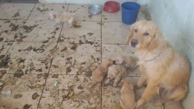 Cachorros resgatados no Guará (DF) precisam de doações para custear tratamento