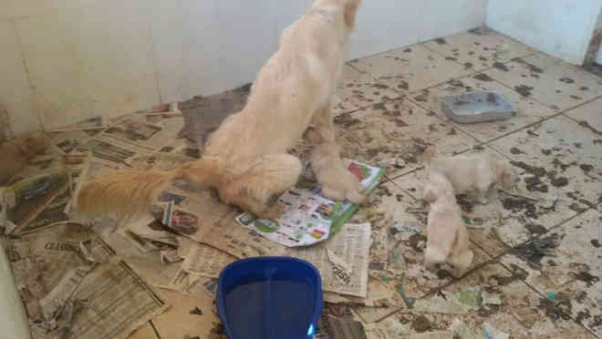 PM resgata 12 cachorros que sofriam maus-tratos no Guará, DF