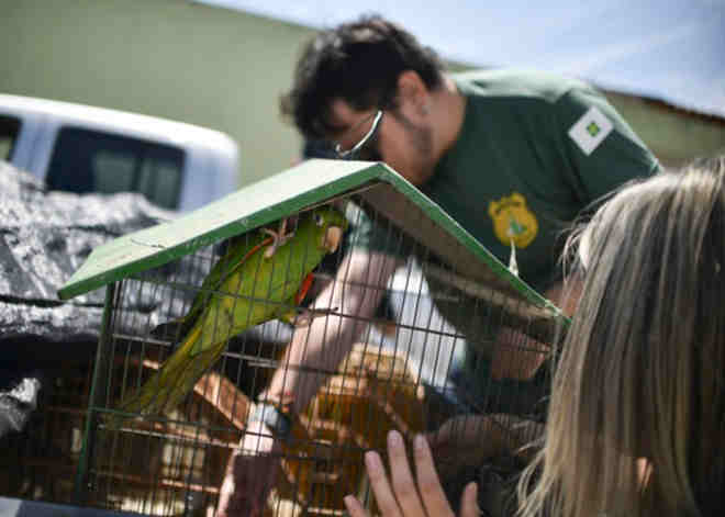 70 animais silvestres foram apreendidos em operação no DF