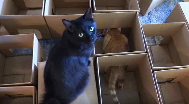 Sonho de qualquer gato! ‘Humano’ monta 50 caixas de papelão para seus felinos