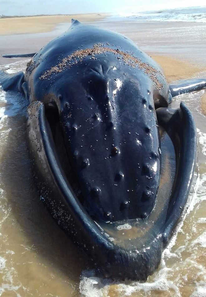 Baleia-jubarte viva encalha em praia de Linhares, no Norte do ES