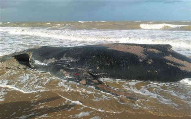 Registros de baleias encalhadas no Espírito Santo alertam pesquisadores