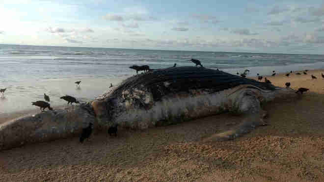 Baleia-jubarte morta aparece em praia de Guriri, no ES