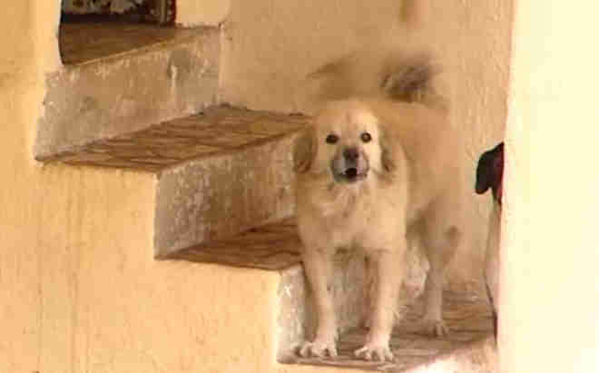 Animais são abandonados e expostos a maus-tratos em casa de Vila Velha, ES