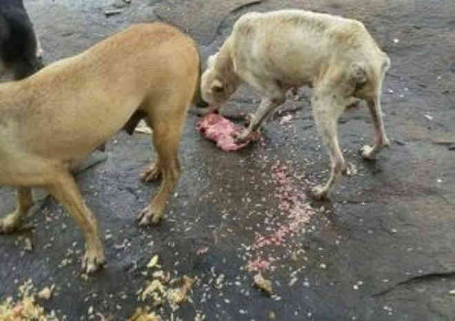 CPI dos Maus-Tratos cobra resgate de todos os cães abandonados em ilha de Vitória, no ES