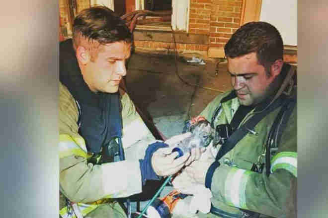 Bombeiros adotam cachorro após salvá-lo de incêndio