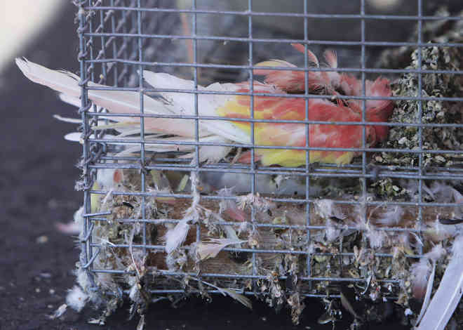 Polícia encontra mil animais exóticos mortos em armazém de Los Angeles, EUA