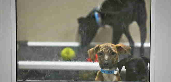 Protetores levam 205 cães de Porto Rico para abrigos nos EUA e evitam extermínio