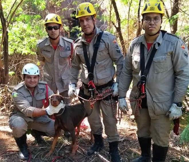Bombeiros resgatam cadela presa em manilha no Córrego Cascavel, em Goiânia, GO