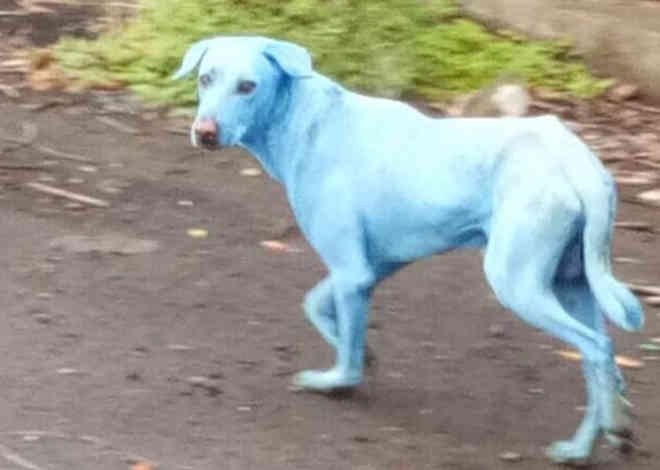 Cachorros aparecem com pelos azuis em cidade da Índia, e motivos são alarmantes