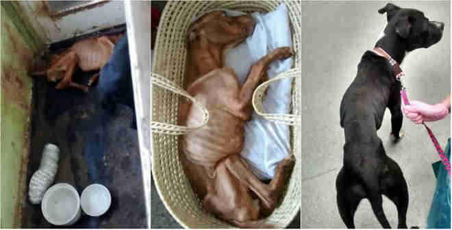 Homem é condenado a prisão após trancar cachorros em varanda à beira da morte