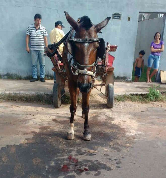 Carroceiro é preso em flagrante por maus-tratos a cavalo em Imperatriz, MA