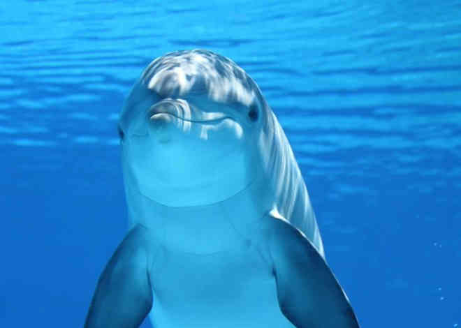 Espetáculos que exploram golfinhos são proibidos na Cidade do México