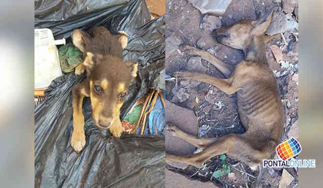 Caso de maus-tratos a cão é registrado pela Polícia Civil em Frutal, MG