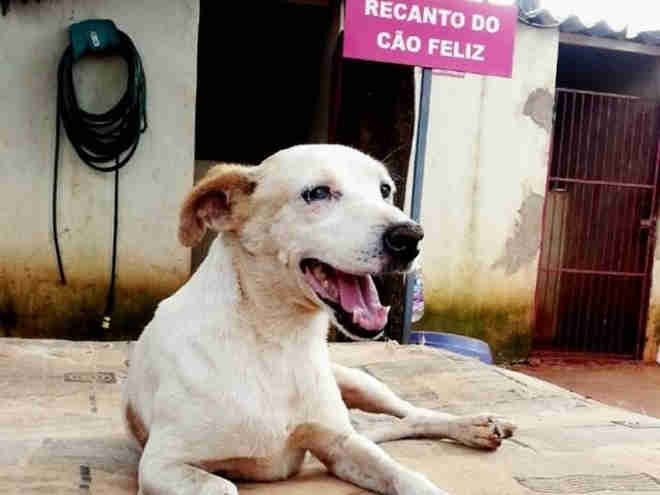 Antes de morrer, único pedido feito por Sueli fez nascer a ONG Cão Feliz