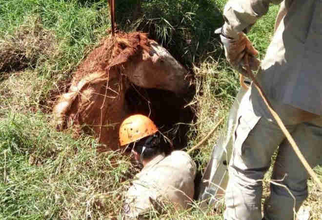 Égua morre ao cair em fossa desativada em Nova Andradina, MS