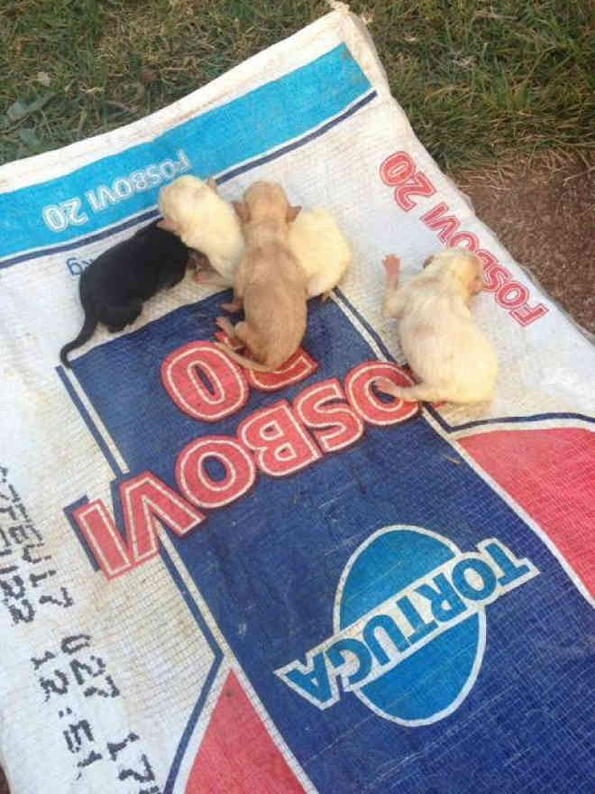 Cachorros recém-nascidos são encontrados dentro de saco amarrado em Três Lagoas, MS