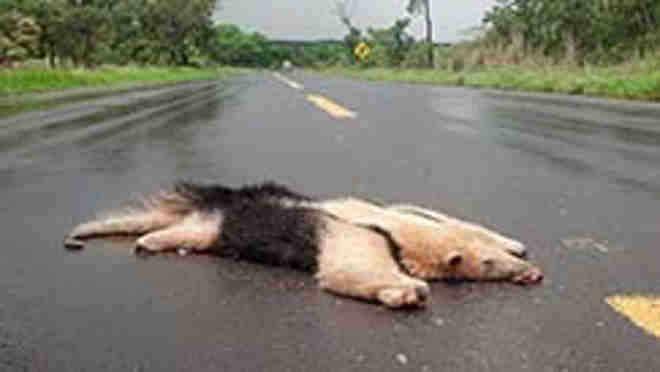 655 animais atropelados nas estradas de Mato Grosso