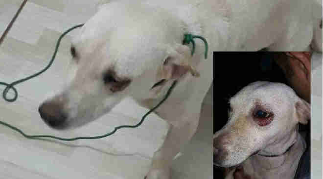 Crueldade: Homem é preso sob suspeita de espancar cão e pisar em seu pescoço