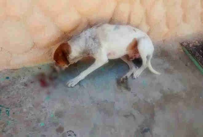 Cachorro é encontrado esfaqueado em Patos, PB