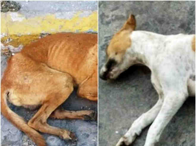Cachorro é esfaqueado e outro é queimado vivo e polícia apura casos de violência contra animais em Patos, PB