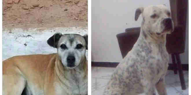 Exterminador de cachorros em Teixeira (PB) faz mais quatro vítimas