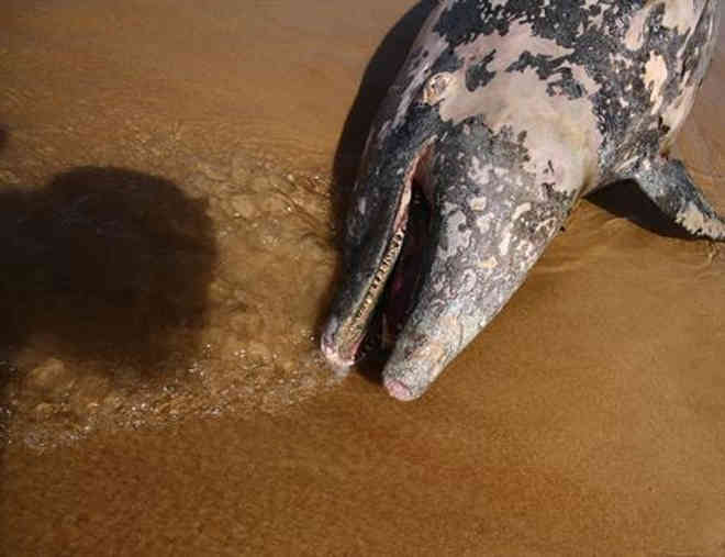 Animais marinhos mortos no Litoral Sul de PE entram na mira do Ministério Público