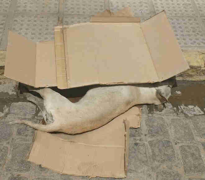 Animais de rua aparecem mortos com suspeita de envenenamento em Salgueiro, PE