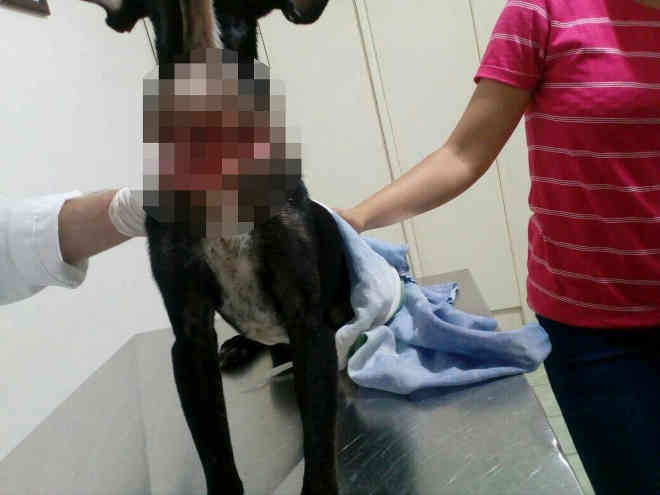 Cão que teve pescoço cortado por linha com cerol é operado em Parnaíba, PI