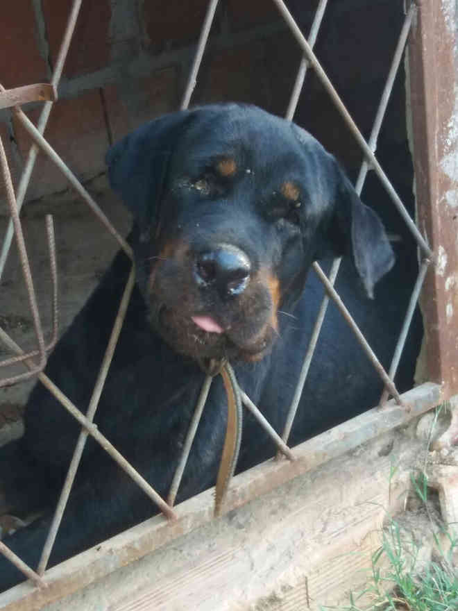 Cães ficam presos em cubículo e sem água em obra de creche, em Teresina, PI
