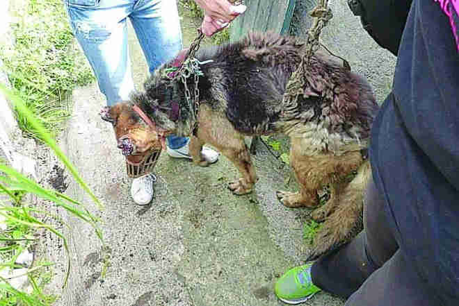 Tutor de cão negligenciado chega a acordo com associação de animais