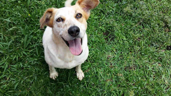 Protetores de animais e ONGs podem inscrever cachorros para feira de adoção ‘Amigo Bicho’, em Curitiba, PR