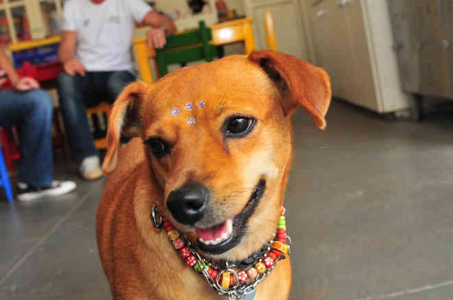 Prefeitura de Curitiba (PR) inicia cadastro de cães para feira de adoção